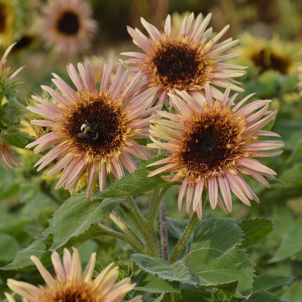 Solsikke 'Astra Rose Cream' (frø)